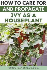 Pin On Houseplant Care And Tips