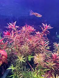 Image result for Limnophila fluviatilis