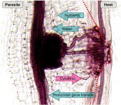 Image result for Nesogenaceae