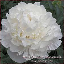 Peony 'madame claude tain' is one of the many double white peonies that we grow at peony nursery 'peony shop holland'. Pion Madame Claude Tain 2 3 Eye