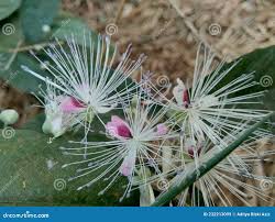 Image result for Capparaceae