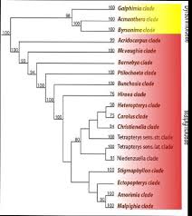 Image result for Flabellariopsis acuminata