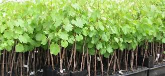 Image result for grapevine cuttings
