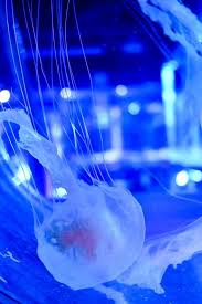 Ocean Invaders Jellyfish Exhibition Sea Life Melbourne Aquarium Tot Hot Or Not Oc Sea Life Melbourne Aquarium Family Travel Blog Kids Around The World