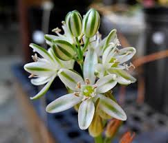 Image result for Albuca virens