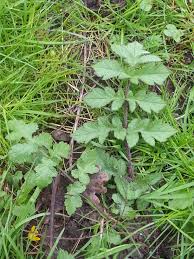 Pin Op Les Plantes Comestibles Dans Nos Regions