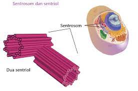 Sentrosom merupakan sebuah organela yang berperan sebagai microtubule organizing center (mtoc) dari sel hewan dan juga sebagai pengatur progesi siklus sel. Struktur Dan Fungsi Sentrosom Dan Sentriol