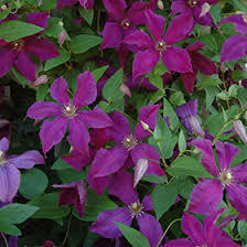 We did not find results for: Polish Spirit Clematis Clematis Polish Spirit In Richmond Fairfax Loudoun Prince William Fredericks Virginia Va At Meadows Farms Nurseries