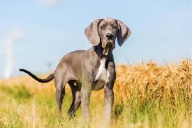 If you have any questions or would like to see additional photos or videos please feel free to reach out to us via email and or phone. Best Great Dane Breeders 2021 10 Places To Find Great Dane Puppies For Sale