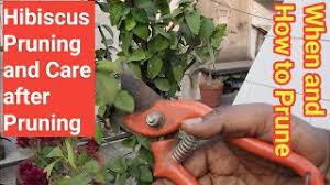 A hard prune is the most draconian cutting you can give a hibiscus. How To Pruning Hibiscus Herunterladen
