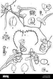 Image result for Diplacrum africanum