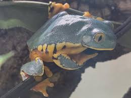 Image result for Brachyachne simonsii