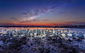 3840x2160 uhd 16:9 high quality ultra hd desktop background wallpapers for 4k & 8k uhd tv : Swan Harbor At Night Yandunjiao Village Of Rongcheng China 4k Ultra Hd Tv Wallpaper For Desktop Laptop Tablet And Mobile Phones 3840 2400 Fond D Ecran Hd Wallpaperbetter