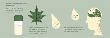 Cbd Faq A Comprehensive Overview Hugs Cbd