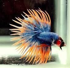 Un Especime Raro De Beta Betta Fish Betta Fish