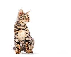 Maybe you would like to learn more about one of these? Bengal Cat Sitting Isolated On White Background Photograph By Michal Bednarek