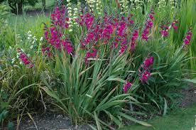 Image result for Gladiolus magnificus