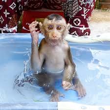 Baby monkey sara sweet kiss mom's very softly after drink milk yoyo jr hugs sister before he goes to bed abu introduces a new play area with little monkey kiki cute baby monkey drinking milk with big milk bottle| good health lyly sleep milk. Monkey Daily Posts Facebook