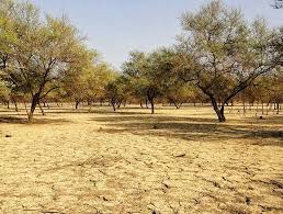 al sunut forest khartoum غابة السنط الخرطوم sudan alsunut forest khartoum country roads forest country