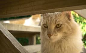 Check symptoms, diagnosis, treatments & more. How Do I Know If My Cat Is Sad And Unhappy World News Business Lifestyle Entertainment Site