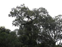 Image result for Parinari excelsa