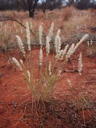 Image result for Enneapogon