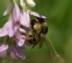 When searching for a nest, the queen will investigate the environment using both sight and smell. Shrill Carder Bee Bumblebee Conservation Trust