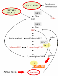 Mthfr Mutation Guide For Non Sciencey Types Symptoms And Diet Explained