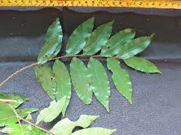 Image result for Xylopia acutiflora
