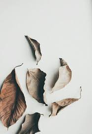 Wallpaper daun daun kering menanam 1920x1200. Pin Oleh Viona Aja Di Nature Bunga Kering Gambar Vintage Daun