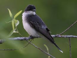 Check spelling or type a new query. Popular Backyard Birds Of Indiana With Pictures Birdwatching Tips
