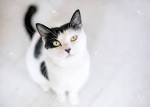 The Domestic Shorthair - Cat Breeds Encyclopedia
