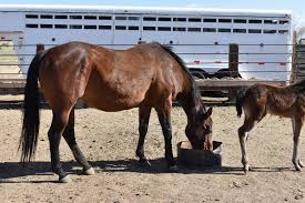 Pedigree Line: Sugar Bars
