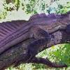When your new lizard comes home, a good warm shower in your bathtub is a great idea, let it run for a half hour and keep the drain open(as long as the lizard can't fit down the drain), close the door and leave the lizard in peace. 3