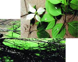 Die azaleenrindenskala ist winzig, aber ihr effekt, wie er auf deinen azaleen schwarz. Preventing Azalea Bark Scales Mcfarlandtree