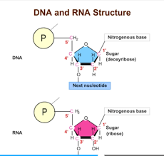 Dna replication worksheet answer key (1).pdf. Biology Chapter 16 Dna Replication Flashcards Quizlet