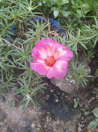 Rose grafting grafting a rose rose grafting is an easy task for those people who loves gardening and flowers in their garden. My Pinkma Jumbo Just Purslane And Portulaca Treasure S Facebook