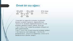 En Hizli Soy Agaci Performans Odevi Nasil Yapilir