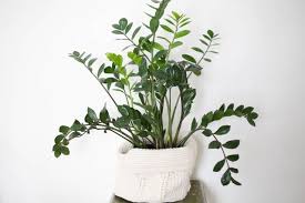 Bird Of Paradise Water Propagation Zz Plant Care Tips Propagation Instructions Paisley Sparrow Zz Plant Care Plant Care Zz Plant