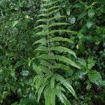 Image result for Pteris catoptera