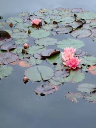 Flowers Of July Lotus Water Lily
