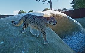 Snow Leopard Planet Zoo Wiki Fandom Powered By Wikia Snow Leopard Cat Species San Diego Zoo