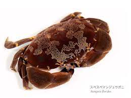 ヤドカリの国