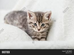 Other people celebrated holy days by throwing cats from church towers. Striped Tabby Kitten Image Photo Free Trial Bigstock