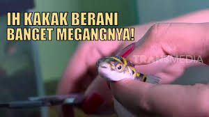 Selain warnanya yang cantik dan unik, ikan ini juga memiliki kepribadian yang ceria sehingga sangat tepat untuk mengisi akuarium atau kolam di rumah. Ikan Buntal Air Tawar Ternyata Gak Beracun Sob Si Otan Youtube