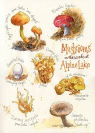 Mushrooms 1 Nature Sketch Everyday Artist Nature Journal