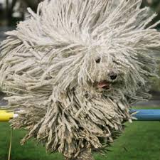 This breed standard for the hungarian puli is the guideline which describes its ideal characteristics, temperament, appearance and colour. Hungarian Puli Sheep Dog Fee Jumps Over A Hurdle During A Preview For A Pedigree Dog Show Photographic Print Allposters Com
