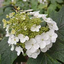Hydrangea Quercifolia Oak Leaf Hydrangea Love Flowers Oakleaf Hydrangea Flowers