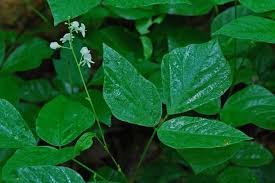 Image result for Hylodesmum