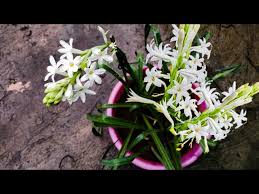 Use them in commercial designs under lifetime, perpetual & worldwide rights. Secret Method To Grow Rajnigandha Tuberose In A Plastic Tub Youtube